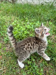 cat on the grass