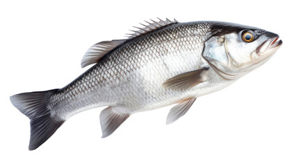 PNG Seafood animal fish freshness.