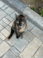 cat on the street
