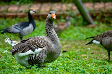 Graugänse auf einer Wiese im Sommer