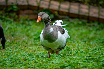 Graugans läuft auf Wiese