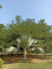 The green garden grows Bismarck palm trees from Madagascar