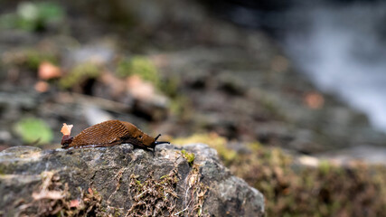 Quiet Crawl on the Rocks