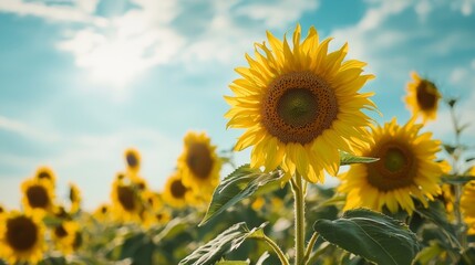 Obraz premium A vibrant field of sunflowers blooming under a bright blue sky