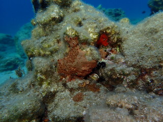 Crater sponge or honeycomb sponge (Hemimycale columella) undersea, Aegean Sea, Greece, Syros island, Azolimnos beach