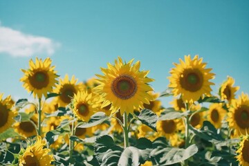 Fototapeta premium A vibrant field of sunflowers blooming under a bright blue sky