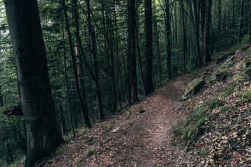 Fototapeta premium path in the woods