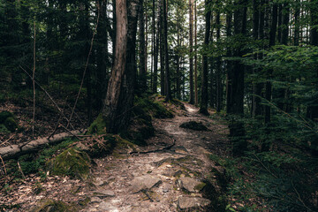A narrow trail cuts through a dense forest, with tall trees flanking either side. The path is covered in leaves and twigs, giving it a natural, untouched feel.