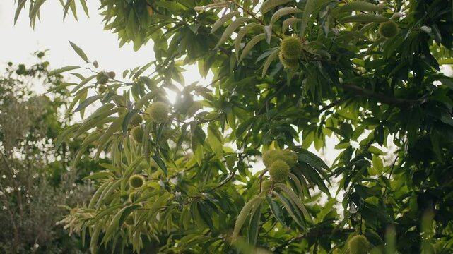 Chestnut tree with spiky burs filmed in early autumn, sunlight filtering through the leaves