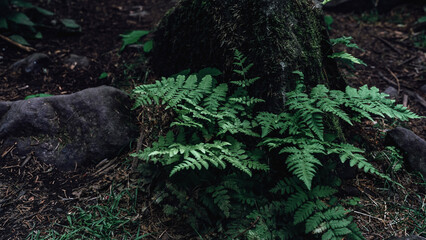 A vibrant green fern grows at the base of a tree, surrounded by moss and damp soil. The soft,...