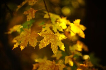 Autumn yellow maple leaves on a branch in the sunny forest, blurred background, art focus