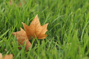 Autumn leaves in the grass