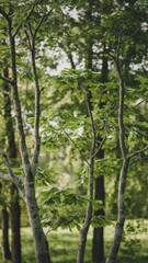 Lush Green Trees in Sunlit Forest Setting
