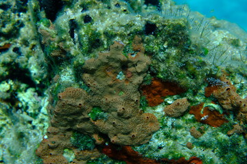 Crater sponge or honeycomb sponge (Hemimycale columella) undersea, Aegean Sea, Greece, Syros island, Azolimnos beach