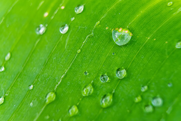 Morning Dew on Banana Leaf