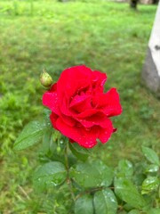 red rose in the garden
