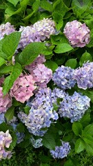 pink flowers
