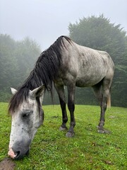 horse in the field