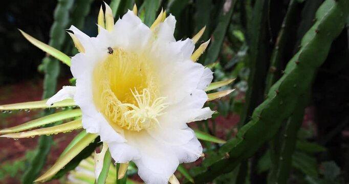Large, blooming white flowers of dragon fruit, swaying in the wind are in the house garden.(Selenicereus undatus).