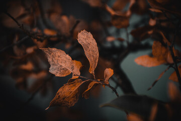 Folhas de ramo de &aacute;rvore