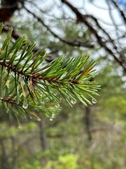 branch of a pine