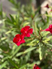 red floser bush closeup