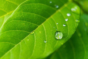 Fresh Raindrops on Green Leaf