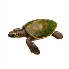 Fototapeta premium Isolated Green Sea Turtle on White Background