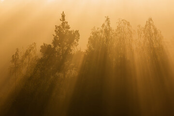 Jesienny mglisty poranek, promienie słońca, jesienna tło tapeta.  © Elżbieta Kaps