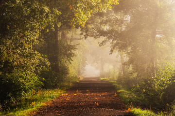 Obraz premium Piękna jesienna droga we mgle, wiejski krajobraz, tło tapeta. 