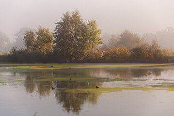Piękny jesienny poranek nad wodą we mgle, tapeta tło. 