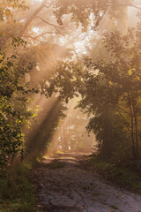 Obraz premium Piękna jesienna słoneczna droga we mgle, tapeta, jesienne tło dla projektu. 