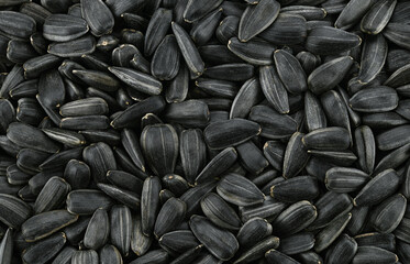 Background of sunflower seeds. Top view. Completely in focus.