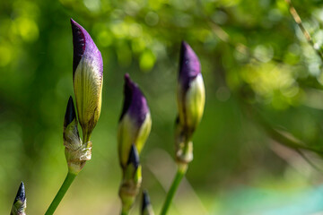 Blume close up lila
