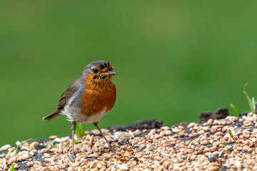 bird, natur, rot, schnabel, orange