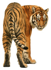 Obraz premium PNG A tiger in weird pose look aggressive at camera wildlife animal mammal.