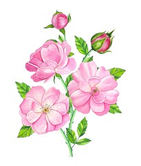 Bouquet with pink tea rose. Hand drawn watercolor illustration