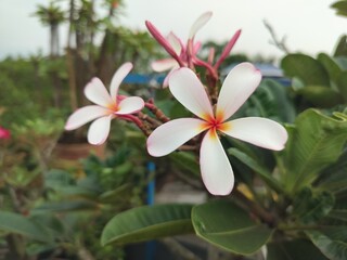 frangipani plumeria flower