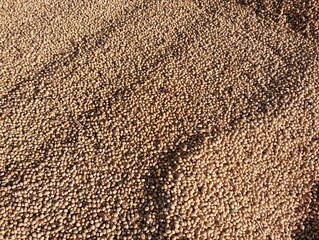 Background from milled harvested soybeans. Soybean harvest. Agriculture and cultivation of technical grain crops.