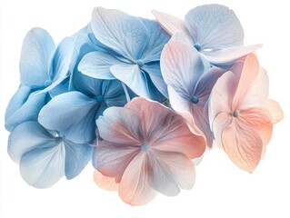 Obraz premium 2408 71.A detailed close-up of a full hydrangea bloom, showcasing its delicate, rounded clusters of petals in soft shades of blue and pink. The flower is isolated on a crisp white background with a