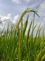 Obraz premium rice field photo, rice sprouts or rice seedlings in Asia 