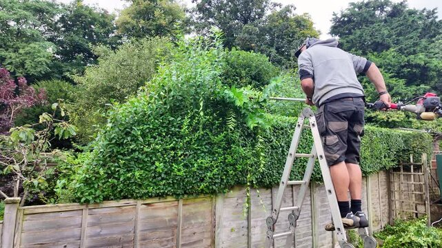 Hampshire, England UK.  24.09. 2024. Video.  Gardener working cutting a hedge in an English country garden.
