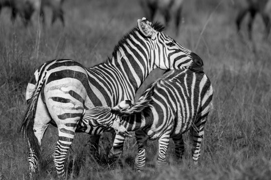 Zebras in black and white