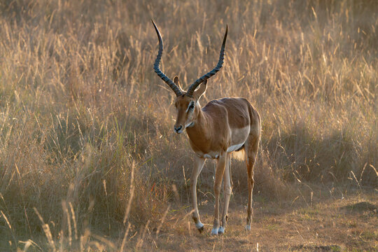 Fototapeta male Impala in the wild