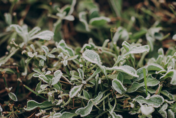 first frost on the grass, frost on green leaves, cold November