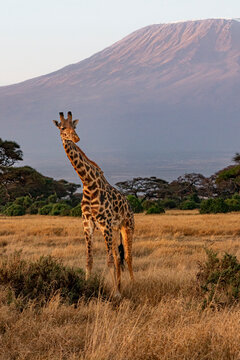 A lone giraffe in front of the Kilimanjaro