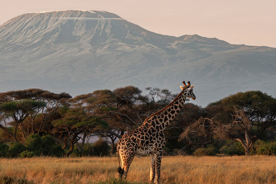 Fototapeta A lone giraffe in front of the Kilimanjaro