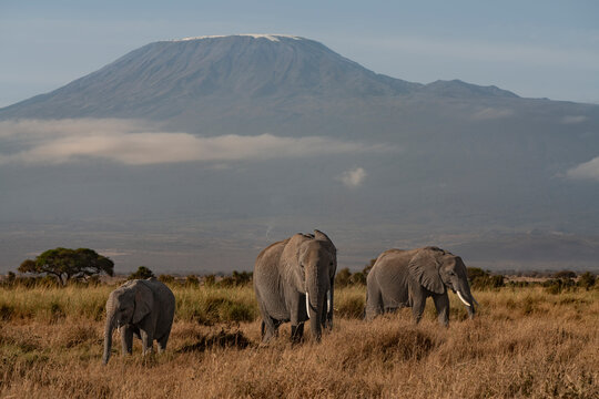Several African elephants in front of the Kilimanjaro
