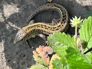 A nimble lizard reptile basks in the sun among the green leaves of strawberries on a garden plot