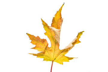Natural autumn maple leaf close up on a white background